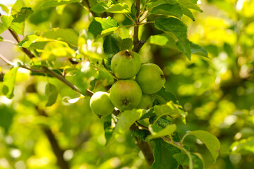 Green apples in a tree. Close up photo with apples growing in a tree before to be harvested in the middle of the summer. Farming and agriculture for fruits.