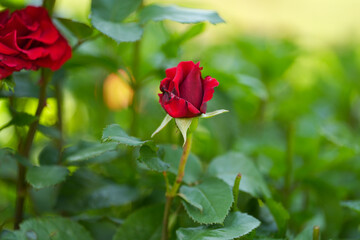 Beautiful rose flower plant close up photo. Nature landscape full of color.
