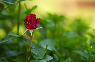 Beautiful rose flower plant close up photo. Nature landscape full of color.