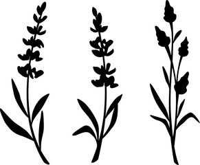 Lavender flowers. Black silhouettes of lavender flowers isolated on a white background. Branches of lavender. Set of vector illustrations