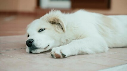 White fluffy puppy with closed eyes relaxing on the floor, cute domestic puppy dog waking up, lifting its head and waving tail, portrait of purebred puppy with amazing kind eyes looking in distance
