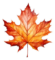 Obraz premium Maple leaves watercolor illustration isolated.