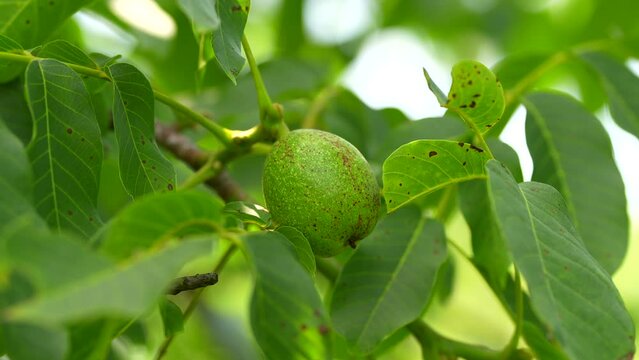 Green nuts in a tree. Close up 4k video with nuts growing in a tree before to be harvested in the middle of the summer. Farming and agriculture for fruits.