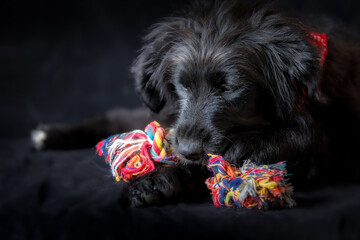 Black dog puppy portrait with knot rope bone toy