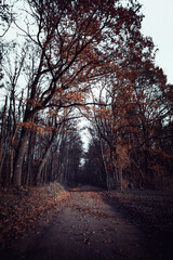 Obraz premium Enchanted Path Through Majestic Trees