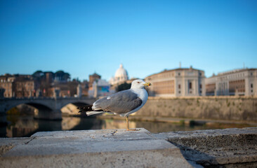 Goéland posé sur un pont à Rome