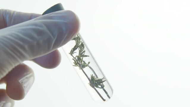Close-up of test tub with green stem in laboratory. Laboratory research of medicinal properties of herbs. Natural cosmetics production. Protect nature. Environment.