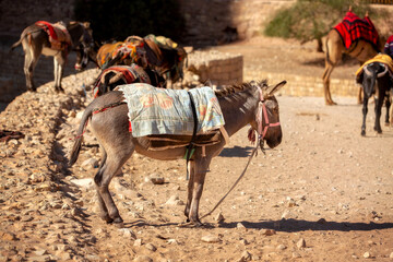 Sad donkey with saddle standing in Petra ancient cave city, Jordan