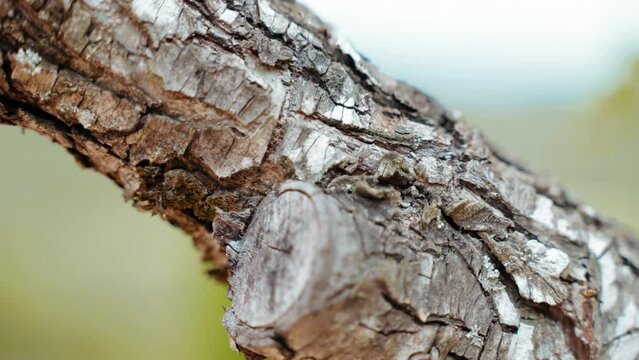 Common tree barks diseases because of insects and parasites attack or high humidity, sick and infected tree bark surface, destruction of blooming tree barks and fruits growth, horticulture concept
