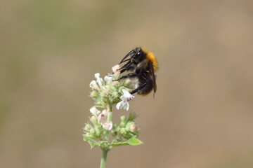 Close up Common carder bee (Bombus pascuorum), family Apidae on white flowers of catnip (Nepeta cataria). Family Lamiaceae, Summer July, Netherlands