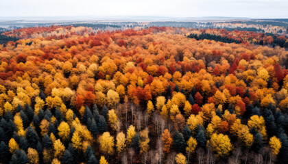 Aerial view to the autumn coloured forest.