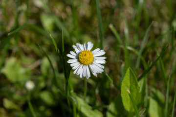 White flowers in the meadow - blooming daisies