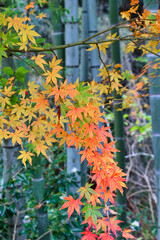 秋の風景　鎌倉の美しい紅葉と竹（神奈川県鎌倉市）コピースペースあり　Autumn scenery - Beautiful autumn leaves and bamboo in Kamakura (Kamakura City, Kanagawa Prefecture,Japan) with copy space