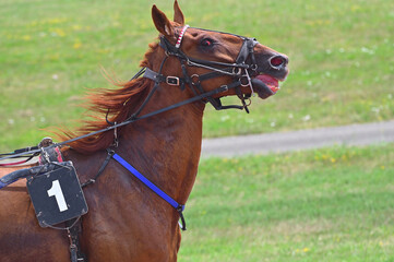 tête de cheval de course © compagnie-17