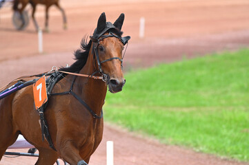 tête de cheval de course © compagnie-17