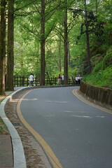 Fototapeta premium road in the forest