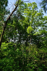 trees in the forest