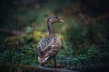 Verdant Backdrop: Graceful Duck