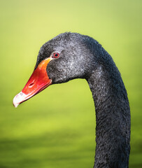 Fototapeta premium Ebony Elegance in Regal Stance