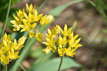 Gorgeous Flowering Golden Allium Blossoms in a Garden
