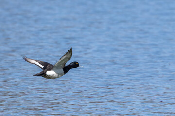The tufted duck, Aythya fuligula, a diving duck flying at a Lake at Munich