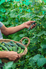 A male farmer harvests cucumbers in a greenhouse. Selective focus.