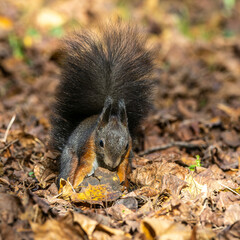 Grey squirrel, Sciurus at Old North Cemetery of Munich, Germany