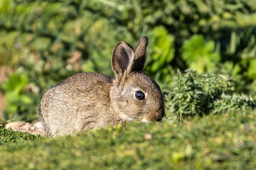 European rabbit, Common rabbit, Oryctolagus cuniculus sitting on a meadow at Munich