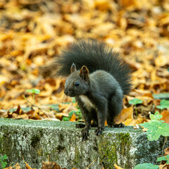 Naklejka na ściany i meble Grey squirrel, Sciurus at Old North Cemetery of Munich, Germany
