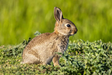 European rabbit, Common rabbit, Oryctolagus cuniculus sitting on a meadow at Munich
