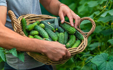 A male farmer harvests cucumbers in a greenhouse. Selective focus.