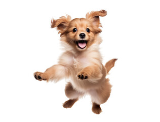 Transparent PNG - The Happiest Puppy
