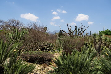 Jardin de cactus.