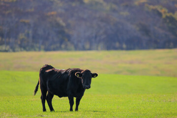 放牧でのんびり過ごす和牛「秋の北海道」
