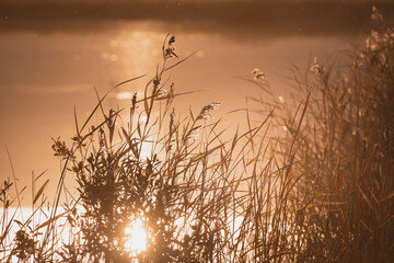 Reeds on the shore of the lake at sunset. Beautiful summer landscape.