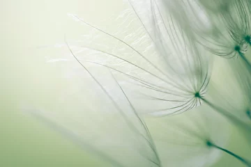 Foto auf Acrylglas Antireflex Big white dandelion in a forest at sunset. Macro image © smallredgirl
