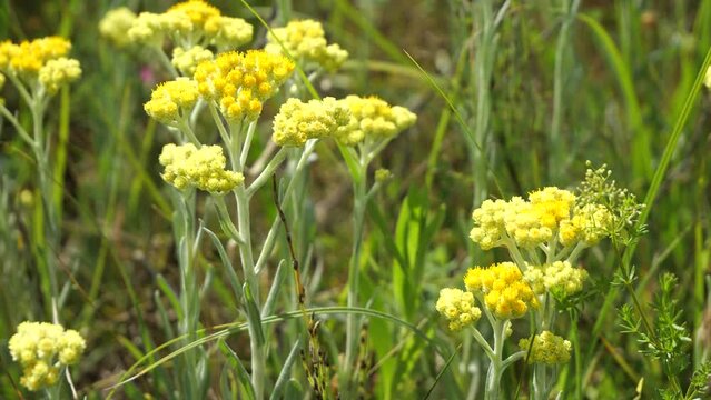 Immortelle, sandy cumin, Helichrysum arenarium, medicinal plant, flower, bloom, inflorescence, flora, nature, beauMedicinal plant immortelle or sandy cumin. 
Grows in fields, meadows and forest edges.