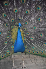Eye Feathers Surrounding a Male Blue Peacock