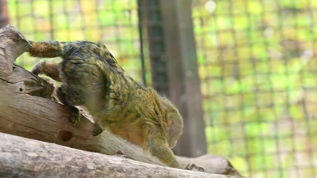 A pygmy marmoset walking walking on a branch in Spain