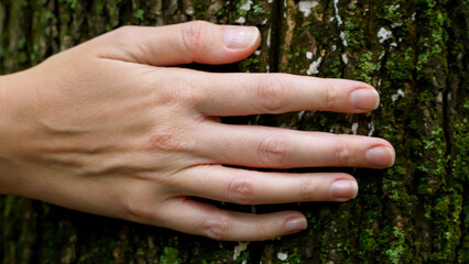 Hand against of dark bark of tree in forest. Close up hand slowly gently slides along trunk of...