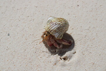 Hermit crab on the beach