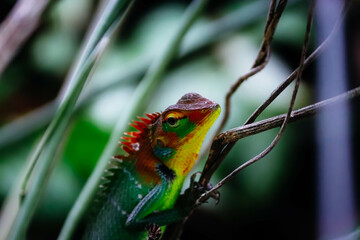 Arid Lizard in the home garden