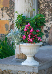 Flower pot with geranium plant and pink begonia
