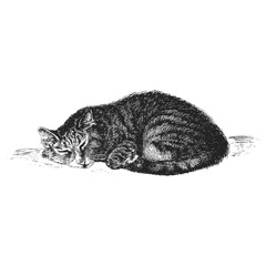 Sleeping cat, hand drawn vintage sketch in vector
