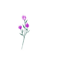 Fototapeta premium beautiful flower watercolor transparent background created with procreate