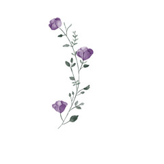 beautiful flower watercolor transparent background created with procreate