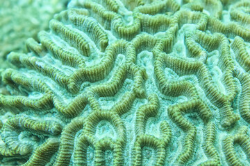 underwater background texture coral brain