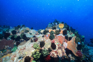 coral underwater flowers seascape abstract texture