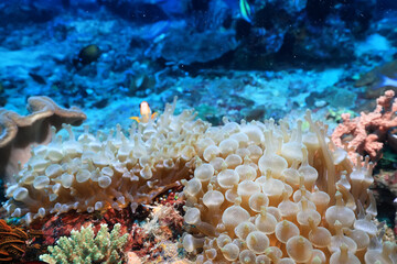 soft coral underwater background reef ocean