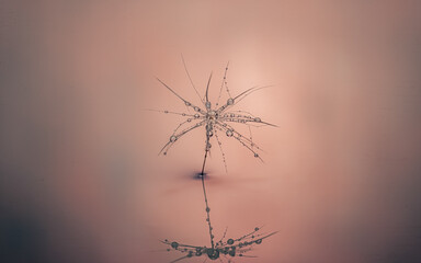 nature, flower, macro, plant, design, light, star, 